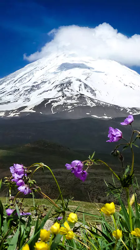دسته بندی سرودهها