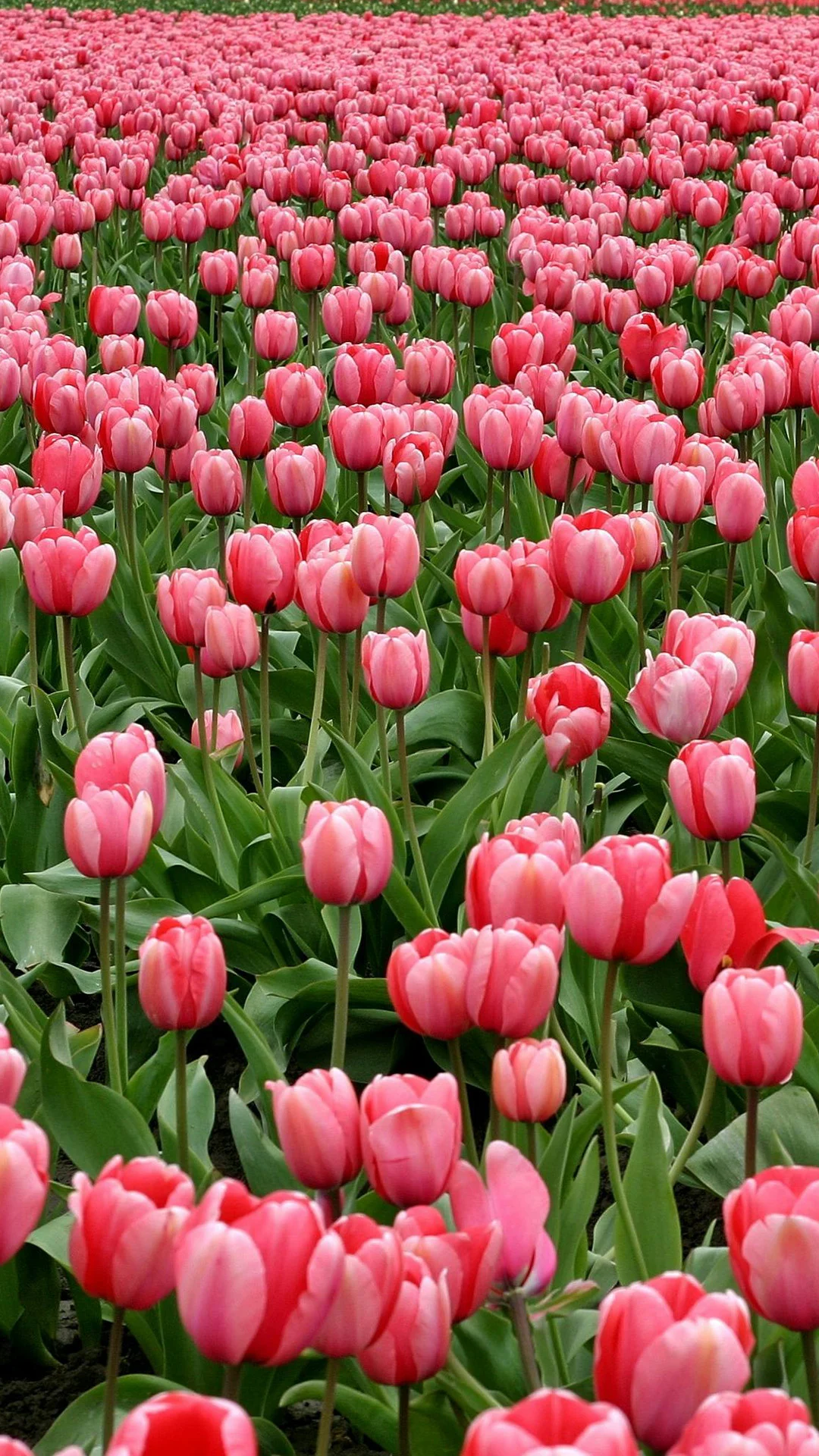 دسته بندی سرودهها