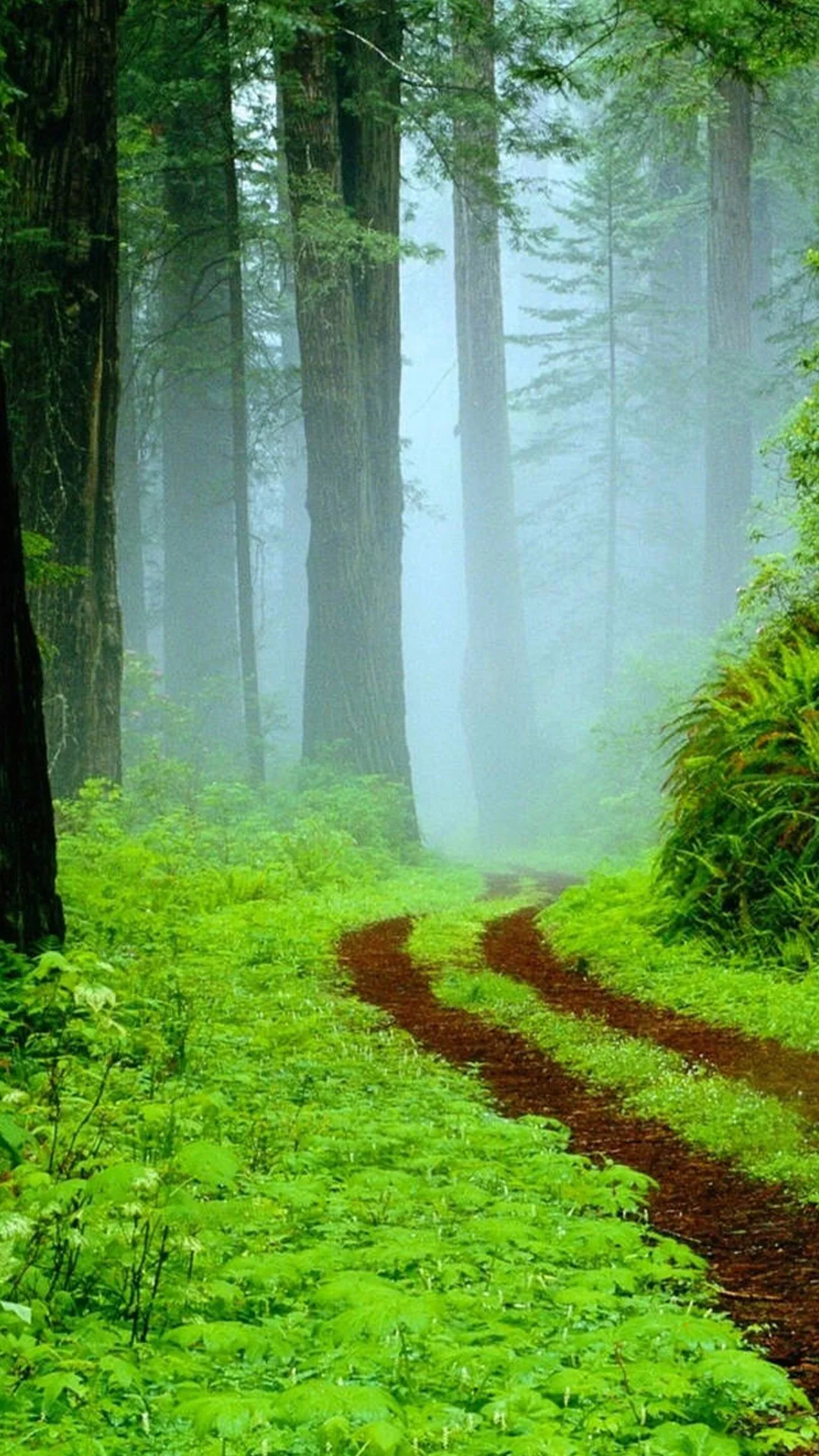 دسته بندی سرودهها
