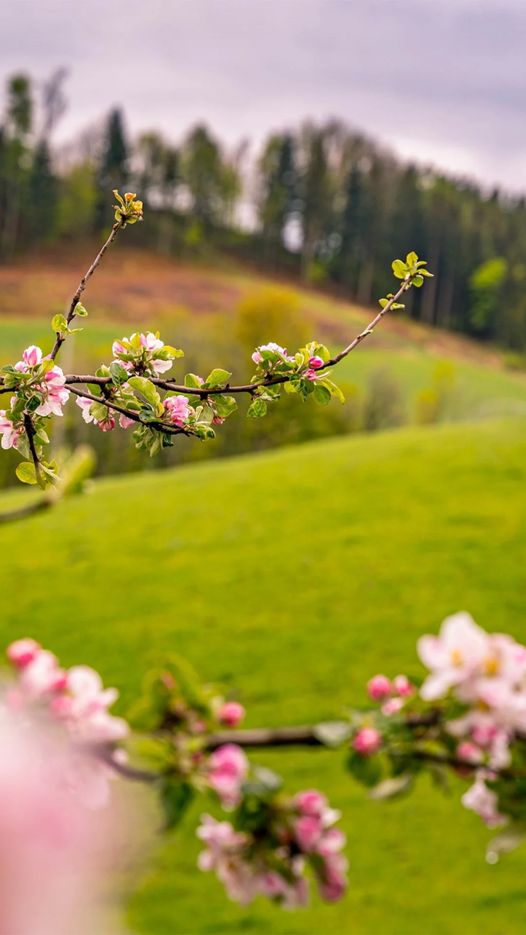 دسته بندی سرودهها